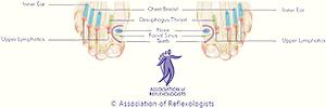 Association of Reflexologists Dorsal footmap