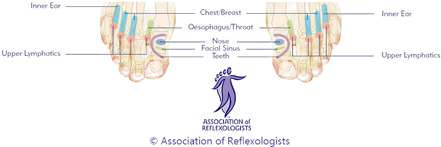Association of Reflexologists dorsal footmap