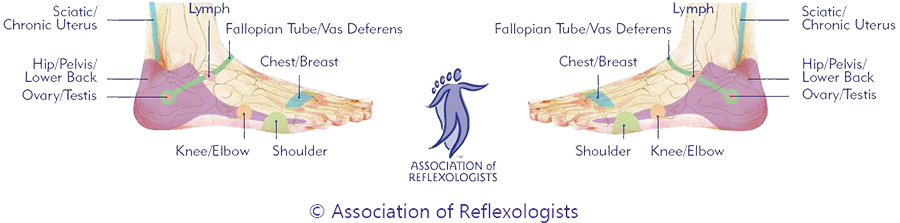 Association of Reflexologists lateral footmap