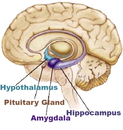 limbic Brain